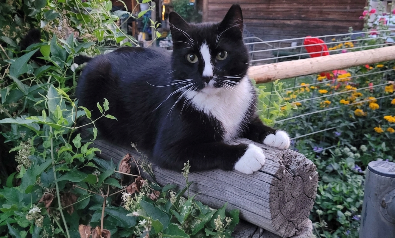 Monkey, a tuxedo cat with a white stripe on the nose, on a wooden fence.